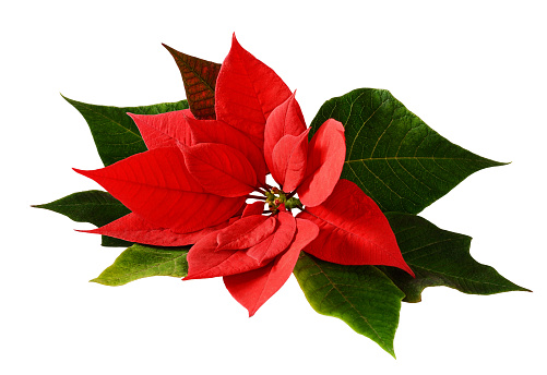 Closeup of red Christmas poinsettia isolated on white