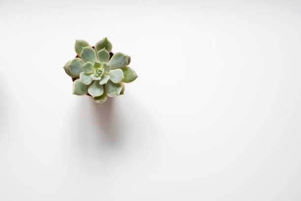 succulent plant, mini cactus on white background