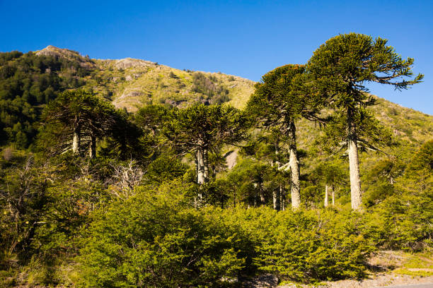 istock Trees at foot of Andes mountains 829006542