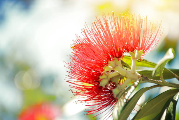 istock New Zealand Native Metrosideros Excelsa (Pohutukawa) Flower 829012798
