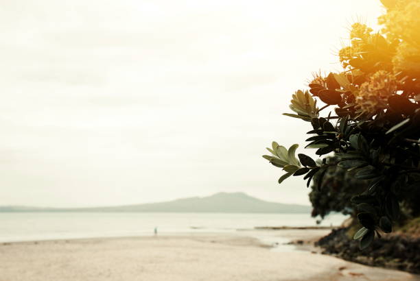 New Zealand Native Metrosideros Excelsa (Pohutukawa) Seascape New Zealand Native Metrosideros Excelsa (Pohutukawa) with Auckland's North Shore Rangitoto Island Seascape with Solar Flare. rangitoto island stock pictures, royalty-free photos & images