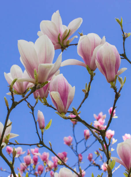 istock Blooming magnolia flowers on blue sky background, springtime 829026022