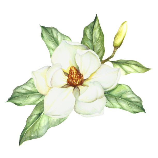 illustrazioni stock, clip art, cartoni animati e icone di tendenza di composizione con magnolia. illustrazione ad acquerello disegno a mano - plant white magnolia tulip tree