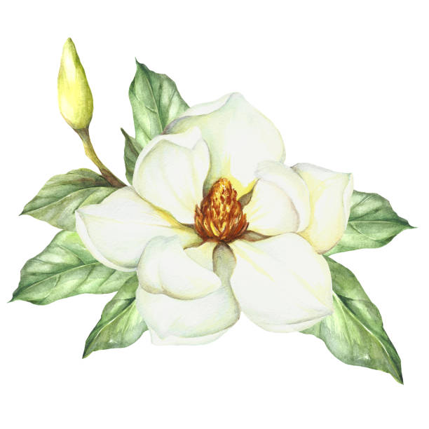 ilustraciones, imágenes clip art, dibujos animados e iconos de stock de composición con magnolia. mano dibuja la ilustración acuarela - plant white magnolia tulip tree