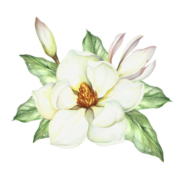 kompozycja z magnolią. ilustracja akwareli do rysowania ręcznego - plant white magnolia tulip tree stock illustrations