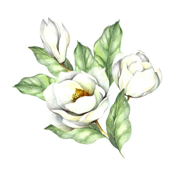 ilustraciones, imágenes clip art, dibujos animados e iconos de stock de composición con magnolia. mano dibuja la ilustración acuarela - plant white magnolia tulip tree