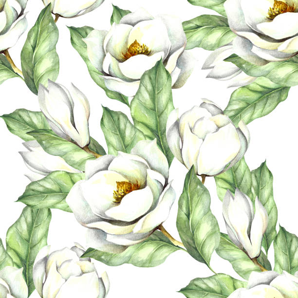 ilustrações de stock, clip art, desenhos animados e ícones de seamless pattern with magnolia. hand draw watercolor illustration - plant white magnolia tulip tree
