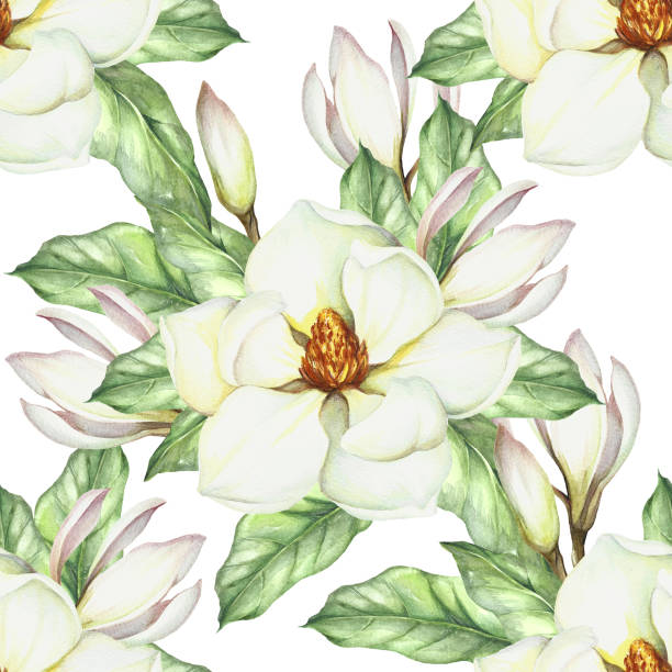 illustrazioni stock, clip art, cartoni animati e icone di tendenza di motivo senza cuciture con magnolia. illustrazione ad acquerello disegno a mano - plant white magnolia tulip tree