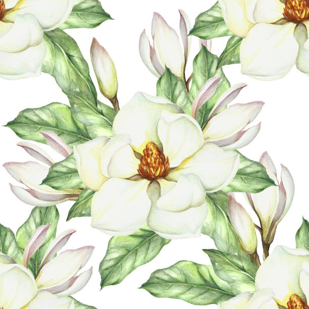 bezszwowy wzór z magnolią. ilustracja akwareli do rysowania ręcznego - plant white magnolia tulip tree stock illustrations