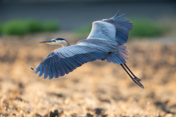 great blue heron über den boden, gesehen in freier wildbahn in nord-kalifornien - reiher stock-fotos und bilder