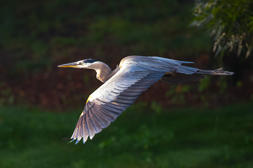 Great blue heron flying, seen in the wild in North California