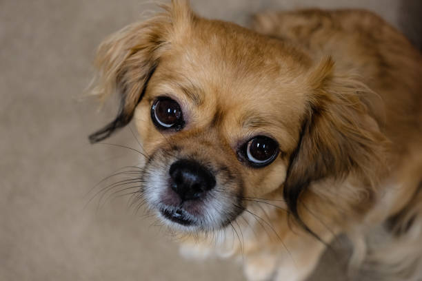 tibetan spaniel dog looking up at camera
