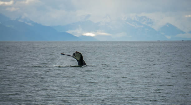 istock humpack whale hunting on mud bay alaska 829032222
