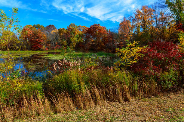 istock Lake in autumn forest under swimming by clouds 829038958
