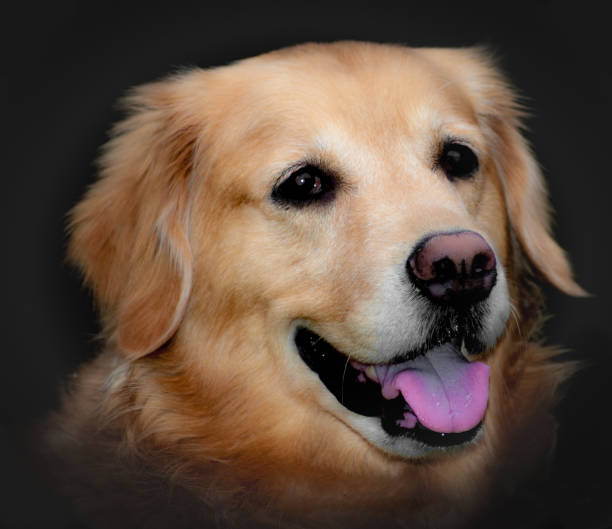 Labrador Rdorado 60+ Pfi Fotografías de stock, fotos e imágenes libres de derechos - iStock