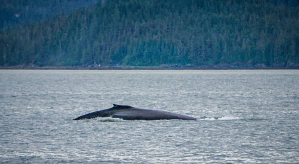 istock whale watching on favorite channel alaska 829050414