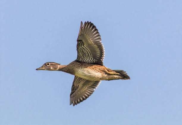 Flying WOOD DUCK JR Windrad – 65 Cm, UV-beständig, Mit Stange & Erdspieß