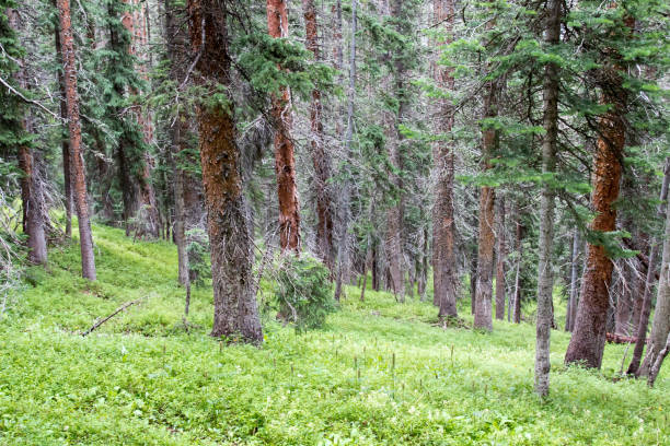 зеленый национальный лес унк�омпахгре - uncompahgre national forest стоковые фото и изображения