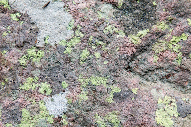 istock Stone with green lichen growing on it 829051666