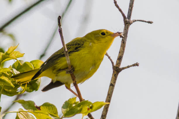 istock Female Yellow Warbler with an insect 829062692