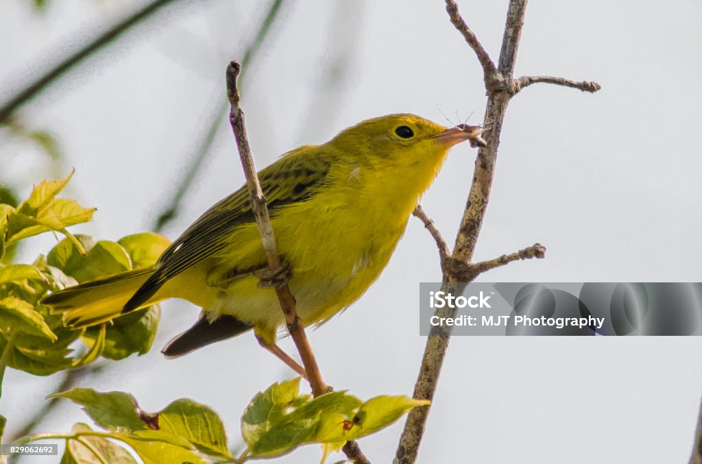 Female Yellow Warbler with an insect Female Yellow Warbler perched in a tree with an insect she will be eating for breakfast or feeding to her young when she gets back to her nest. Blue Stock Photo