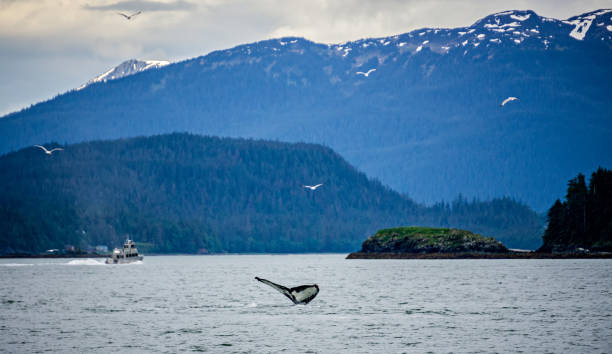 istock whale watching on favorite channel alaska 829068552
