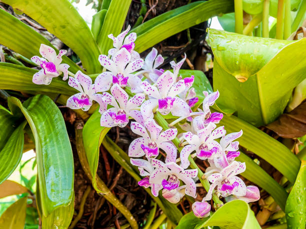 The Giant Rhynchostylis (Rhynchostylis gigantea) In Thailand it's called Chang kra, In China it's called Hai NanZuan Hui Lan. rhynchostylis gigantea orchid stock pictures, royalty-free photos & images