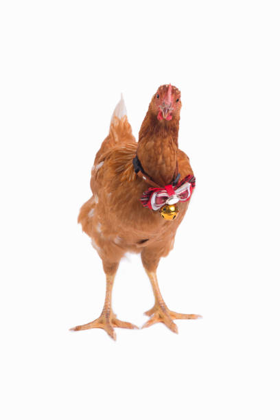 istock Front view of brown hen standing with red ribbon on neck. 829081650