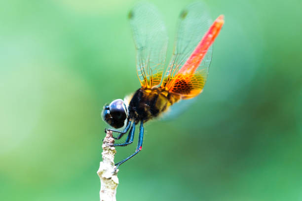 Animal, Dragonfly, Insect, Asia, Hong Kong