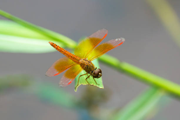 istock Dragonfly: Asian Amberwing resting on leaf 829086968