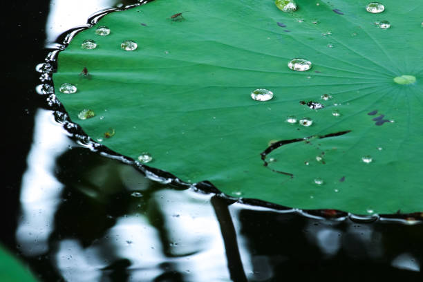 istock Water Drop and insect on Lotus Leaf 829087004
