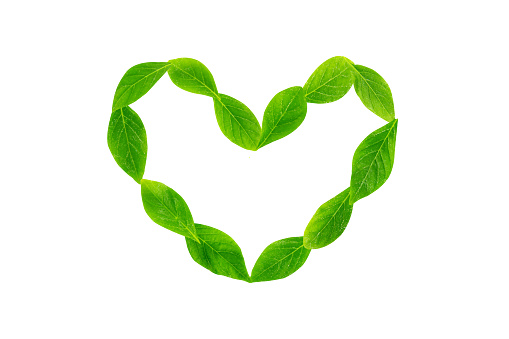 Green leaves in heart shape isolated on white background.