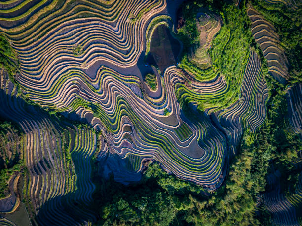 Longji Terraced Fields in Longsheng,Guilin,China stock photo