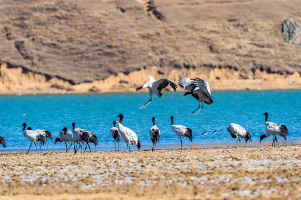 istock The black-necked crane nature reserve 829105030