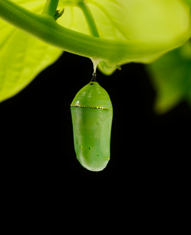 Green chrysalis with gold accents
