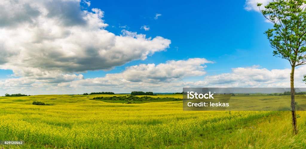 Panorama view of a rapeseed field on sunny summer day Blossom canola or colza flowers against cloudscape Agricultural Field Stock Photo