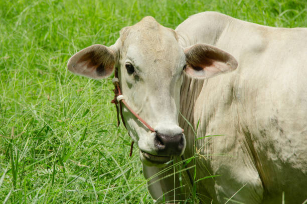 istock Cows on the green meadow 829125114