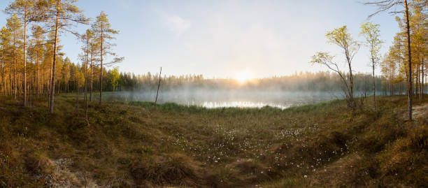 istock Small forest lake at sunrise 829144166