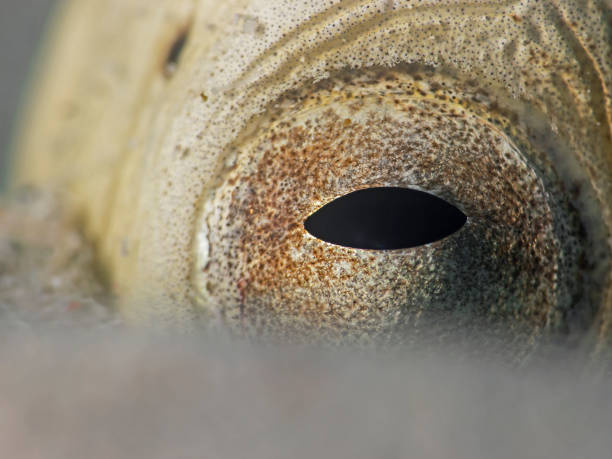 marbled snake eel eye, auge vom marmor sand-sclangenaal (callechelys marmorata) - marmorata imagens e fotografias de stock