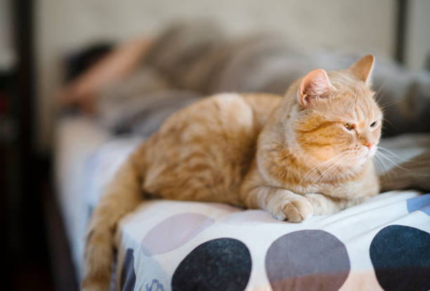 istock The red tabby cat lying down on the bed when the young woman waking up 829163622