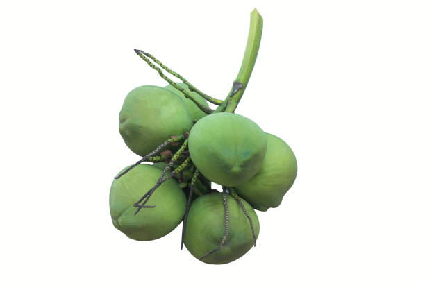 istock green raw coconut on white background 829170960