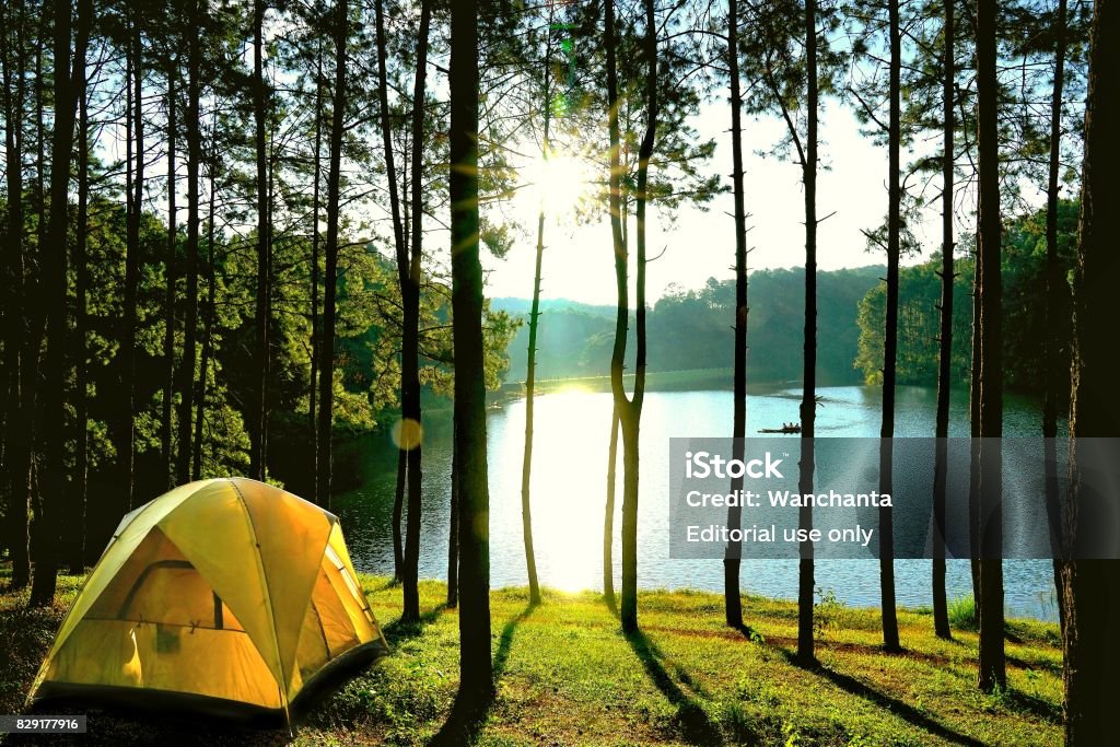 Yellow camping tents in pine tree forest by the lake at Pang Oung Lake (Pang Tong reservoir), Mae hong son, Thailand. Tent Stock Photo