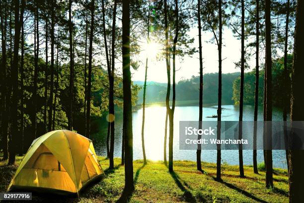 Yellow Camping Tents In Pine Tree Forest By The Lake At Pang Oung Lake Mae Hong Son Thailand Stock Photo - Download Image Now
