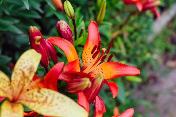 istock Llies in the garden. 829178428