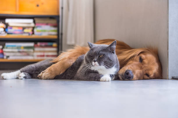 istock British shorthair cats and Golden Retriever 829179330