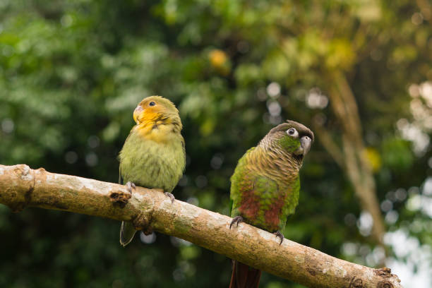 Lovebird and Green cheek conure two parrots Lovebird and Green cheek conure green cheek conure stock pictures, royalty-free photos & images