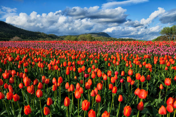 campos de tulipanes colorido y brillante en valle, abbotsford, bc, canadá - field tulip flower tree fotografías e imágenes de stock