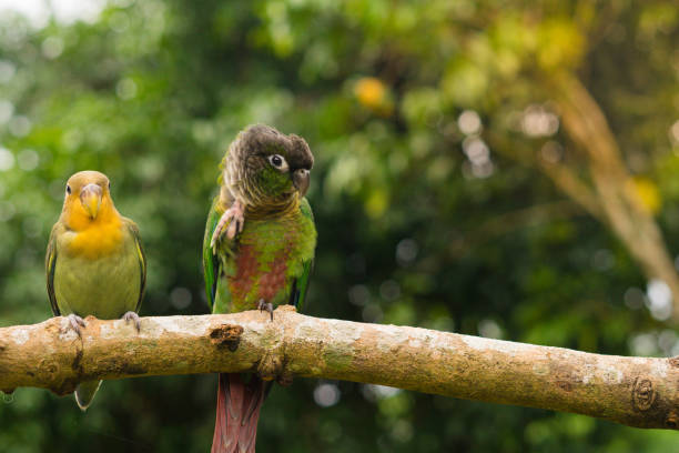 Lovebird and Green cheek conure two parrots Lovebird and Green cheek conure green cheek conure stock pictures, royalty-free photos & images