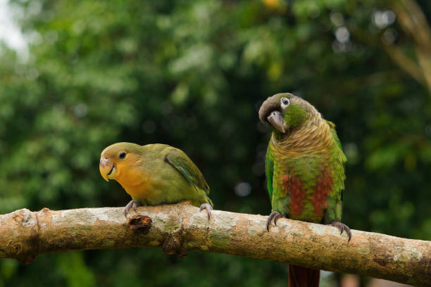 Lovebird and Green cheek conure two parrots Lovebird and Green cheek conure green cheek conure stock pictures, royalty-free photos & images