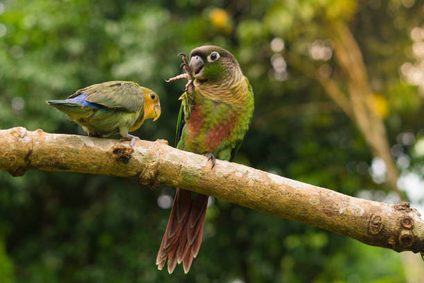 Lovebird and Green cheek conure two parrots Lovebird and Green cheek conure green cheek conure stock pictures, royalty-free photos & images